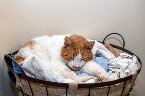funny sleeping cat kitten in laundry basket