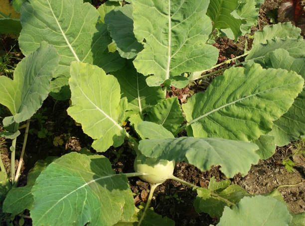 istock Turnip vegetable in the garden 1300319387