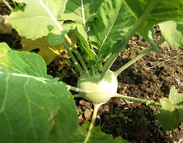 istock Turnip vegetable in the garden 1300319554