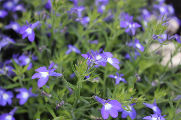 istock a field with lobelia in the garden 1300319579