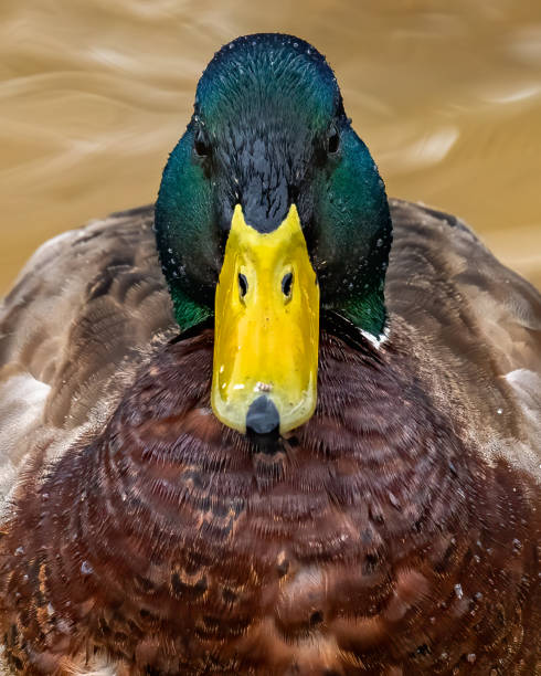 istock Mallard Duck in Huntley Meadows park in Virginia 1300320969
