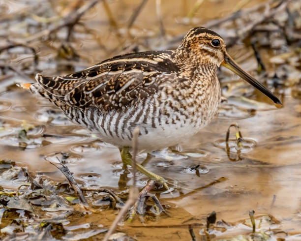 istock common snipe portrait in the snow 1300321849