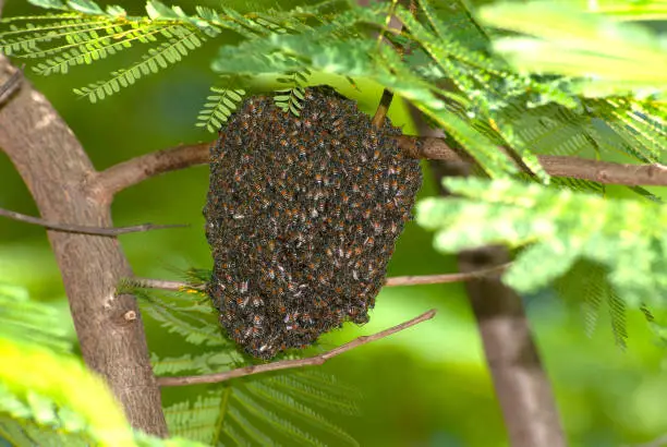 Photo of Honeycomb honey bee syrup under the tree.