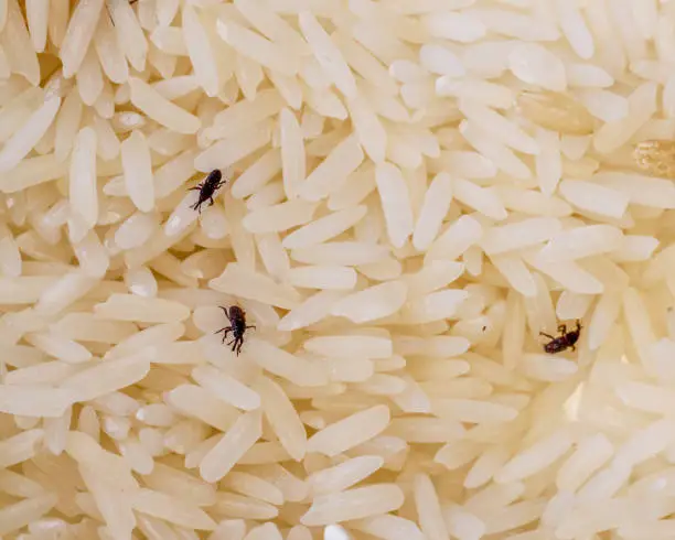 Photo of Weevil invested Rice