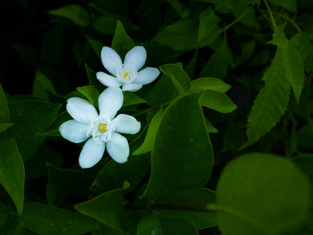 istock The Gardenia Flowers Blooming 1300322944