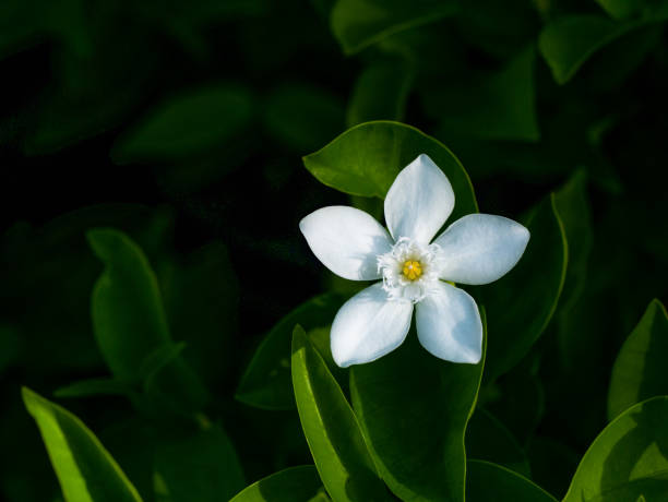 istock The Gardenia Flowers Blooming 1300323019