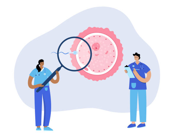 Human fertilization concept Insemination and fertilization concept. Doctors research, medical exam in clinic, laboratory. Female and male egg cell icon. Human sexual reproductive system. Pregnancy stage. IVF vector illustration. sperm stock illustrations