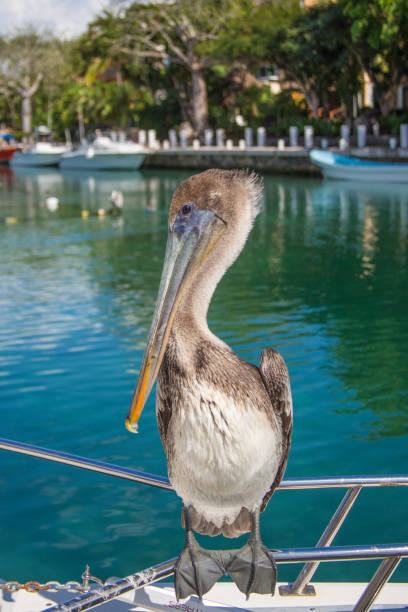 istock A large gray pelican is sitting quietly on a boat. 1300324500