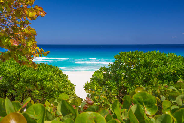 istock Beautiful Playa Delfines beach on the Caribbean, Cancun, Mexico. 1300324520