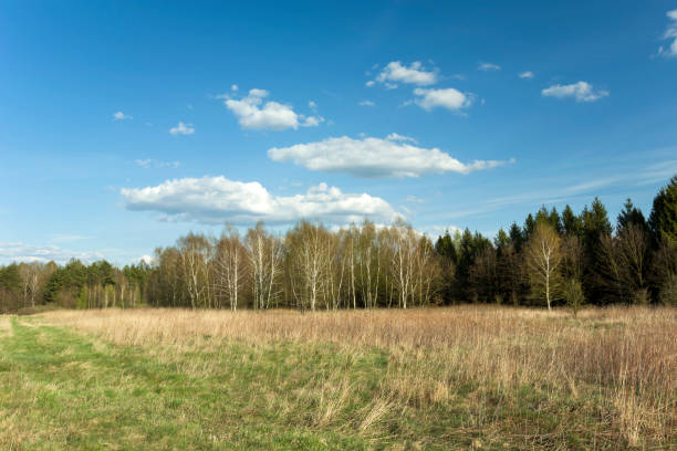 Wild meadow in front of a forest and white clouds on a blue sky, spring landscape