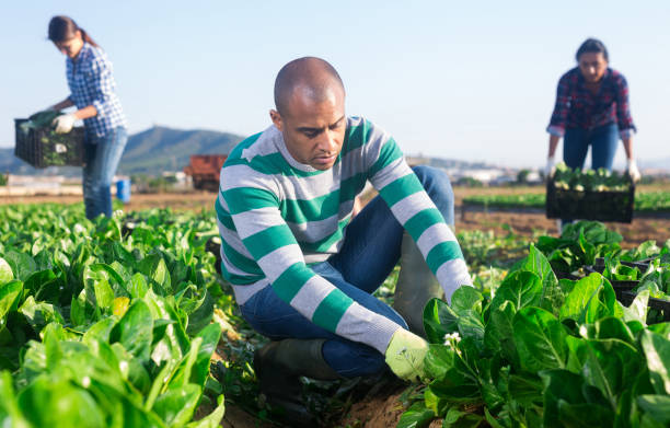 istock Latino male farmer picking chard on field 1300325156