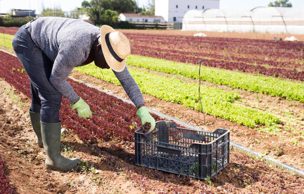 istock African-american worker harvesting red lettuce 1300325281