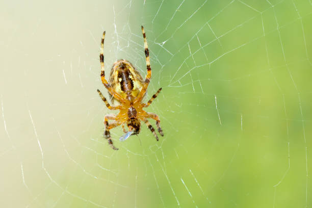 istock Dreadful spider on the web eating his victim little fly. 1300325522