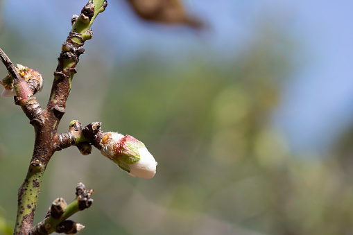 Delicate bud of almond tree flower close up on blurred background