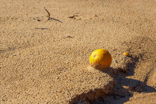 istock Ripe orange fruit falling on the sand with traces of rain drops 1300325540