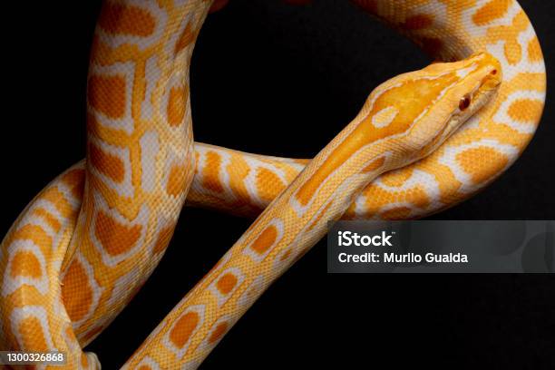 Python Terbessar Python Molurus Bivitattus Adalah Salah Satu Spesies Ular Terbesar Ini ...