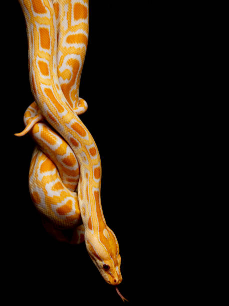 istock Python molurus bivitattus is one of the largest species of snakes. It is native to a large area of Southeast Asia but is found as an invasive species elsewhere 1300326891