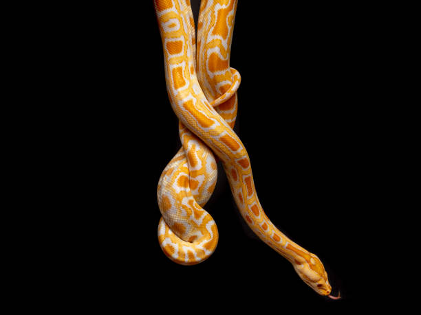 istock Python molurus bivitattus is one of the largest species of snakes. It is native to a large area of Southeast Asia but is found as an invasive species elsewhere 1300326905