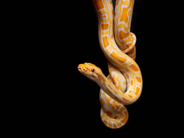 290+ Fotos, Bilder und lizenzfreie Bilder zu Albino Tigerpython Fotos ...