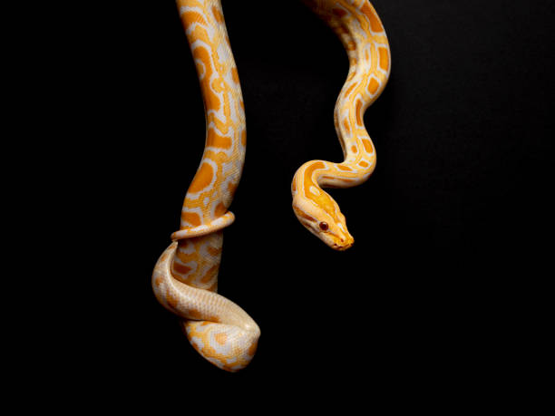 istock Python molurus bivitattus is one of the largest species of snakes. It is native to a large area of Southeast Asia but is found as an invasive species elsewhere 1300326933