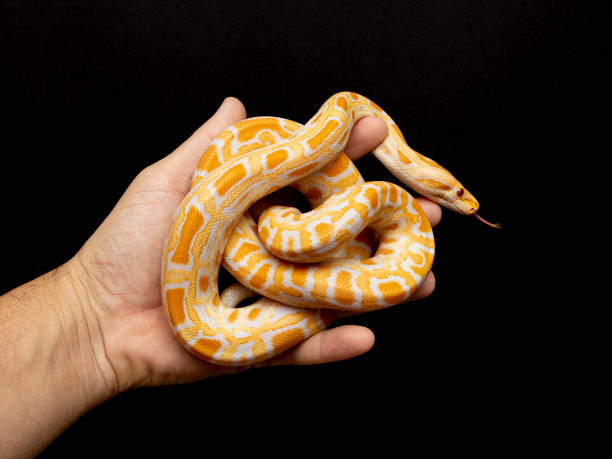 istock Python molurus bivitattus is one of the largest species of snakes. It is native to a large area of Southeast Asia but is found as an invasive species elsewhere 1300326936