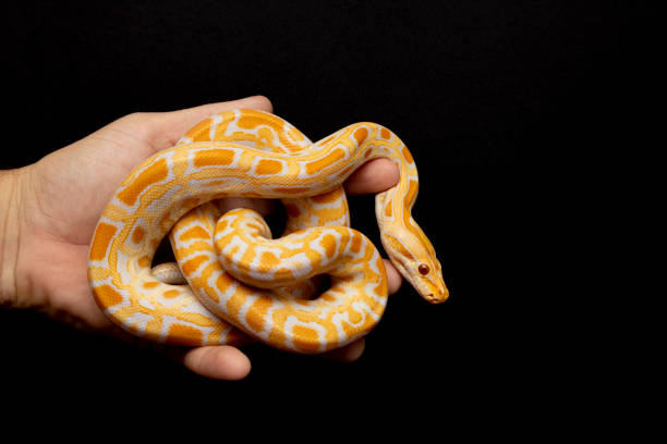 istock Python molurus bivitattus is one of the largest species of snakes. It is native to a large area of Southeast Asia but is found as an invasive species elsewhere 1300326937