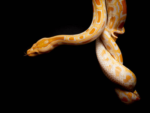 istock Python molurus bivitattus is one of the largest species of snakes. It is native to a large area of Southeast Asia but is found as an invasive species elsewhere 1300326959