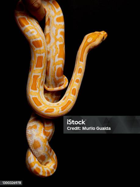 Python Terbessar Python Molurus Bivitattus Adalah Salah Satu Spesies Ular Terbesar Ini ...
