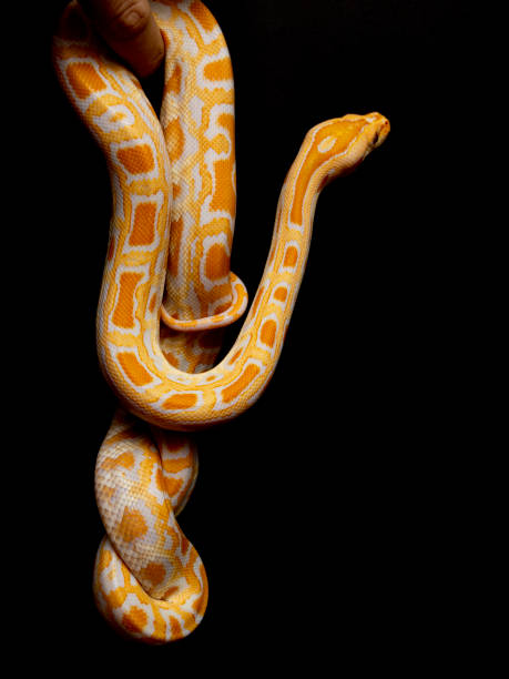 istock Python molurus bivitattus is one of the largest species of snakes. It is native to a large area of Southeast Asia but is found as an invasive species elsewhere 1300326978