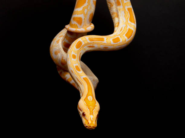 istock Python molurus bivitattus is one of the largest species of snakes. It is native to a large area of Southeast Asia but is found as an invasive species elsewhere 1300327004