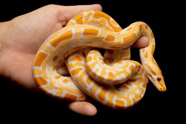 istock Python molurus bivitattus is one of the largest species of snakes. It is native to a large area of Southeast Asia but is found as an invasive species elsewhere 1300327017