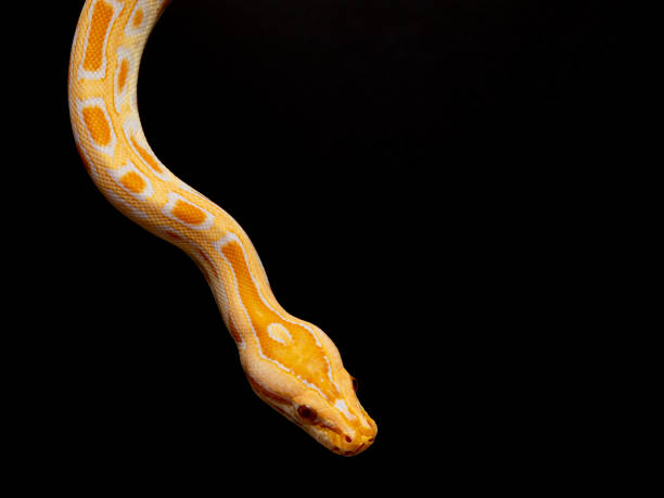 istock Python molurus bivitattus is one of the largest species of snakes. It is native to a large area of Southeast Asia but is found as an invasive species elsewhere 1300327023