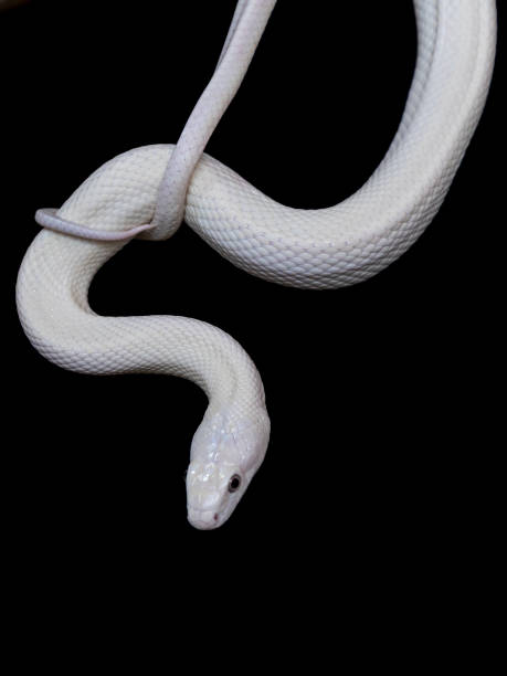 Albino Snake Stock Photos, Pictures & Royalty-Free Images - iStock