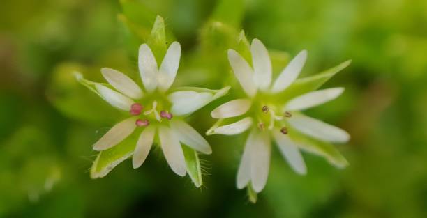 istock Two Cute Tiny Soft Fresh Flowers with White Petals 1300327544