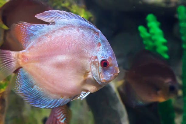 istock Marine fish swimming in the aquarium. 1300328170