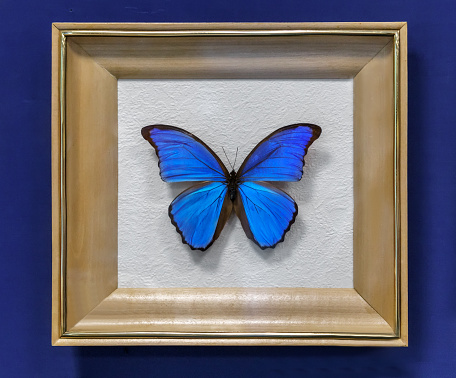 The instance of a large tropical butterfly Morpho didius , wingspan up to 150mm. Presented in a glazed frame.