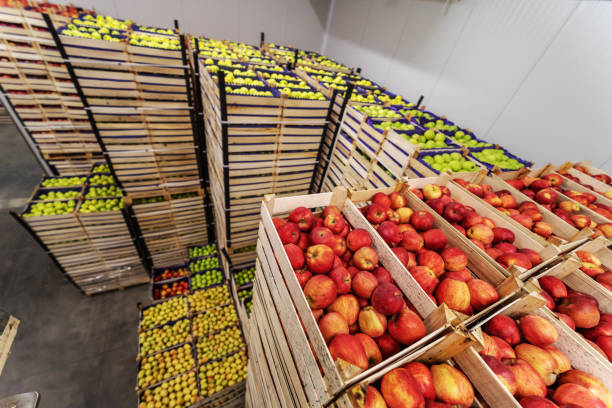 istock Apples and pears in crates ready for shipping. Cold storage interior. 1300328288