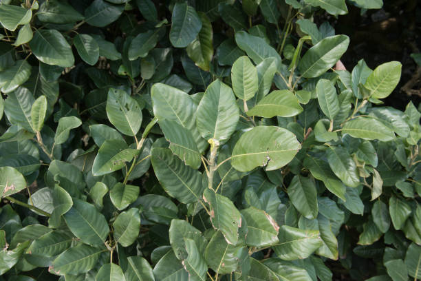 folhagem da primavera de um arbusto magnolia shrub de um sempre verde delavay (magnolia delavayi) em um jardim em rural cornwall, inglaterra, reino unido - evergreen magnolia - fotografias e filmes do acervo