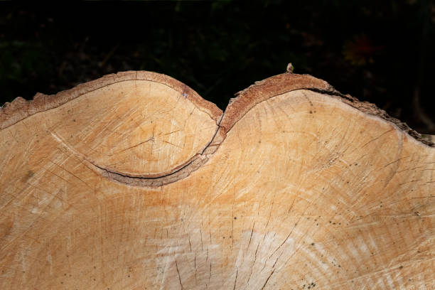 Slice of Maple Stump recently cut, showing interesting edge