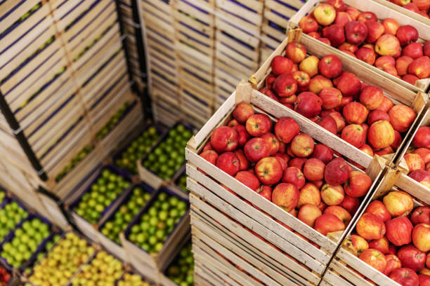 istock Apples and pears in crates ready for shipping. Cold storage interior. 1300328593