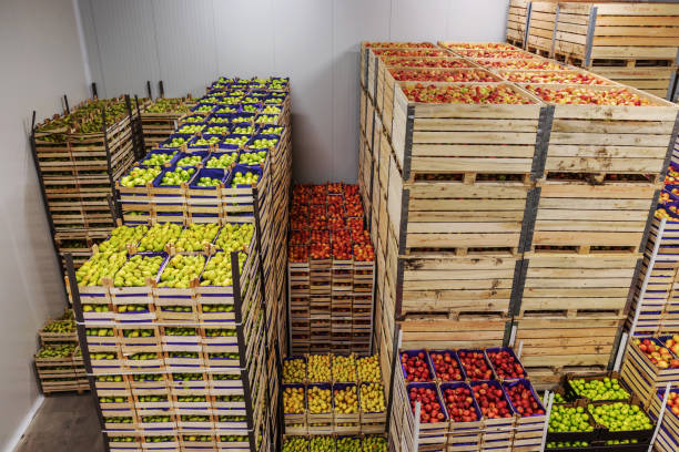 istock Apples and pears in crates ready for shipping. Cold storage interior. 1300328678