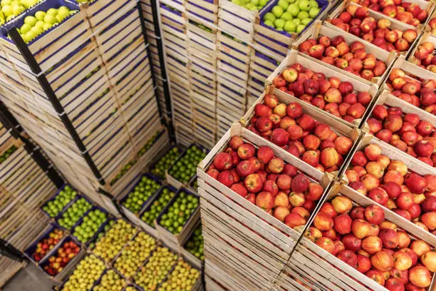 Apples and pears in crates ready for shipping. Cold storage interior.