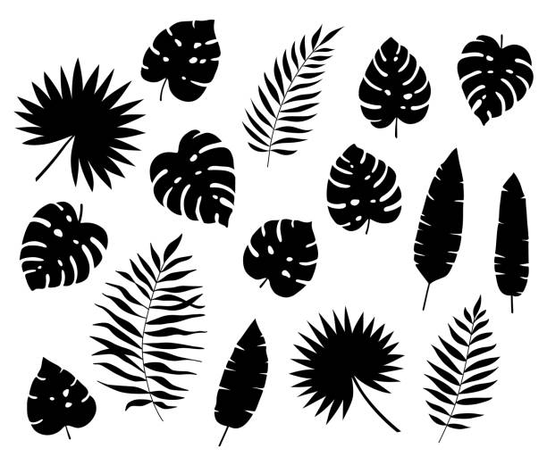 ilustrações, clipart, desenhos animados e ícones de conjunto de folhas tropicais exóticas negras. silhuetas de folhas tropicais - coco, monstera deliciosa, palmas dos ventiladores, samambaia, banana. elementos vetoriais desenhados à mão isolados no fundo branco. estilo plano. - fern leaf isolated flat