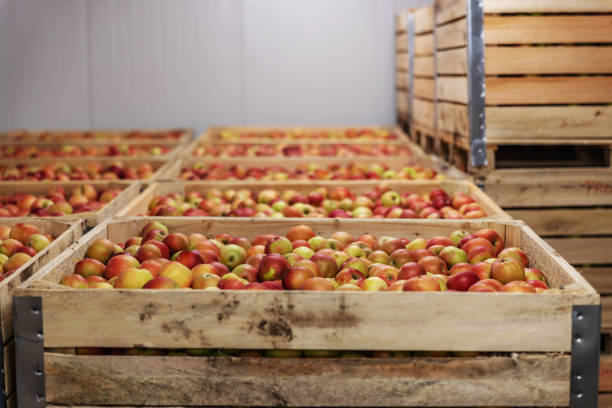 istock Apples in crates ready for shipping. Cold storage interior. 1300329521