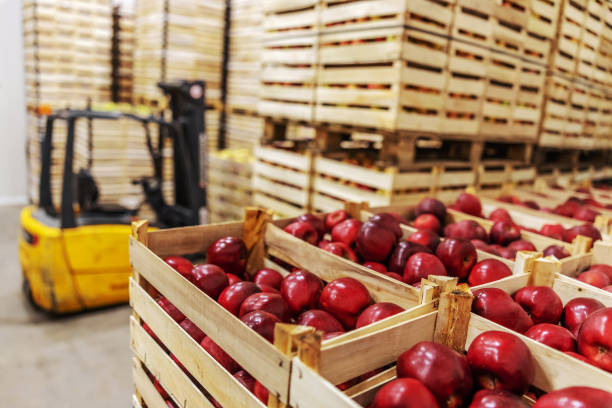 istock Apples in crates ready for shipping. Cold storage interior. 1300329674