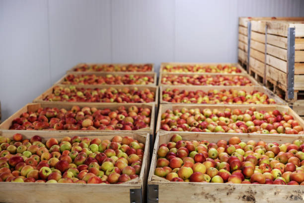 istock Apples in crates ready for shipping. Cold storage interior. 1300329724