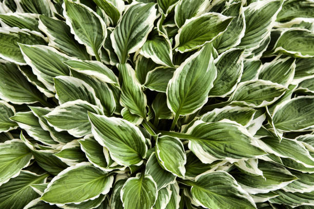 istock Hosta leaves in the garden 1300329766