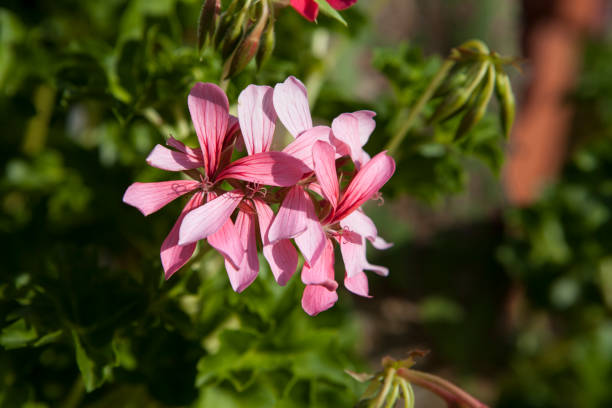 istock Blooming geranium in the garden 1300329799