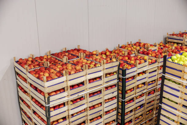 istock Apples in crates ready for shipping. Cold storage interior. 1300329804