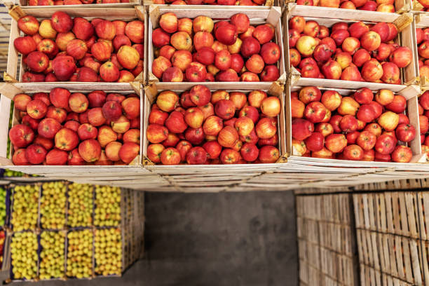 istock Apples in crates ready for shipping. Cold storage interior. 1300329874